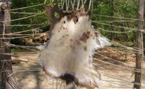 drying hide