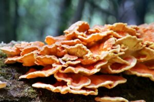 Chicken of the Woods (Laetiporus)