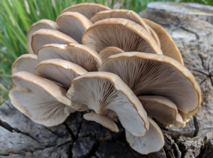 oyster mushrooms