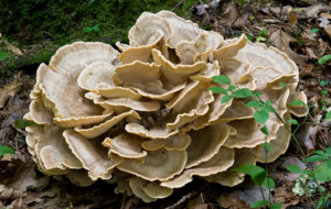 Black Staining Polypore