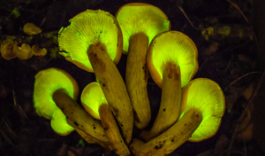 jack-o-lantern mushroom